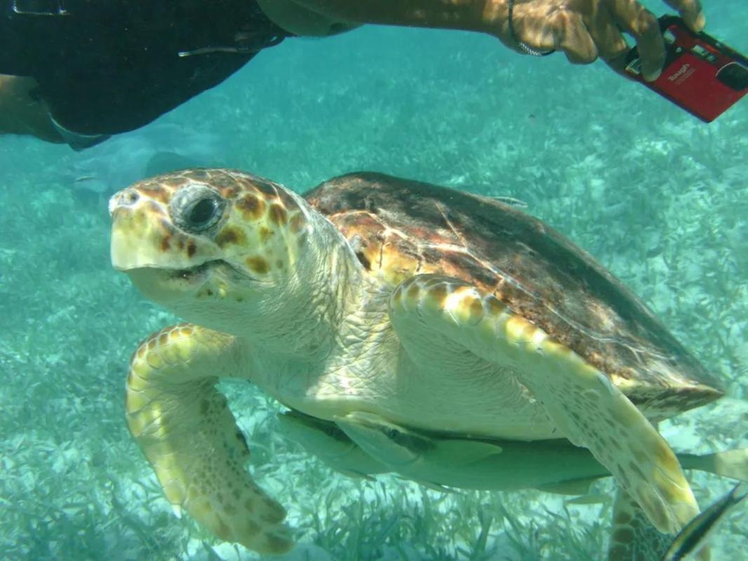 Tropical Paradise Express Caye Caulker Kültér fotó